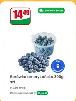 Dino Borówka amerykańska oferta