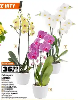 OBI Falenopsis Storczyk 2 pędy oferta
