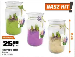 OBI Hiacynt w szkle różne kolory oferta