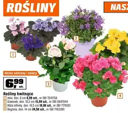 OBI Rośliny kwitnące mini, don. 6 cm oferta