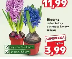Kaufland Hiacynt różne kolory oferta