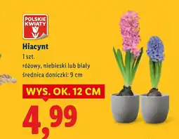 Lidl Hiacynt Polskie kwiaty oferta