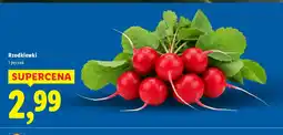 Lidl Rzodkiewki oferta