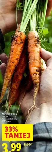 Lidl Marchew młoda oferta