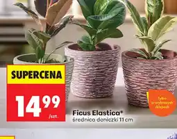 Biedronka Ficus Elastica oferta