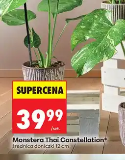 Biedronka Monstera Thai Constellation oferta