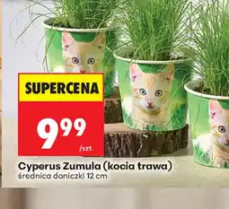 Biedronka Cyperus Zumula (kocia trawa) oferta