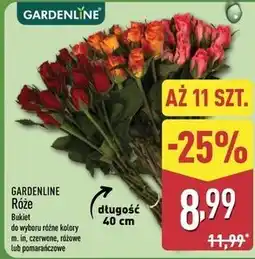 ALDI GARDENLINE Róże Bukiet oferta