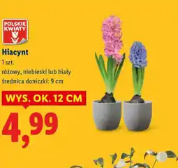 Lidl Polskie Kwiaty Hiacynt oferta