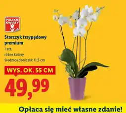Lidl Polskie Kwiaty Storczyk trzypędowy oferta