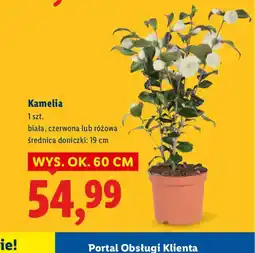 Lidl Kamelia oferta