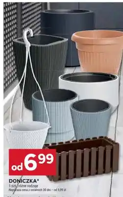 Stokrotka Doniczka oferta