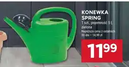 Stokrotka Konewka spring zielona oferta