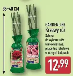 ALDI Krzewy róż rabatowych oferta