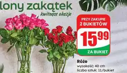 Dino Róże 11 szt oferta