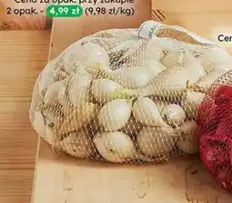 Dino Cebula dymka biała oferta