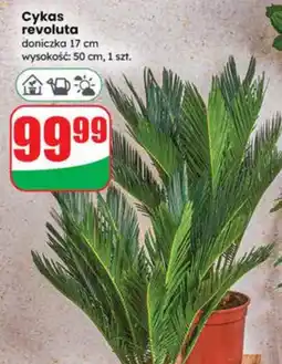 Dino Cykas revoluta oferta