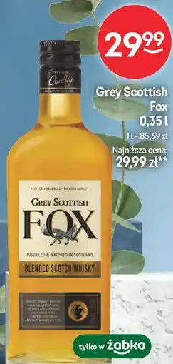 Żabka Grey Scottish Fox oferta