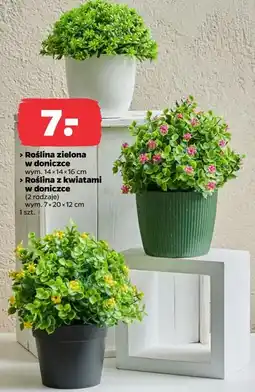 Netto Roślina zielona w doniczce / Roślina z kwiatami w doniczce oferta