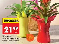 Biedronka Bromelia w doniczce diabło średnica doniczki 8cm oferta