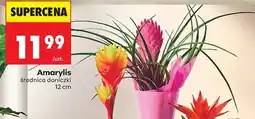 Biedronka Amarylis średnica doniczki 12cm oferta