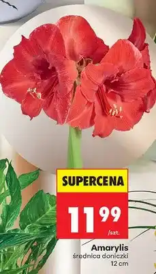 Biedronka Amarylis średnica doniczki 12 cm oferta