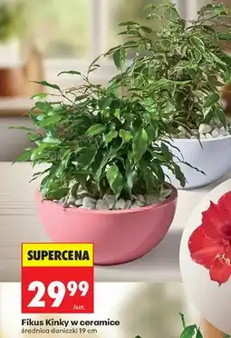 Biedronka Fikus Kinky w ceramice oferta