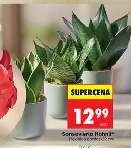 Biedronka Sansevieria Hahnii oferta