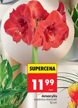 Biedronka Amarylis oferta