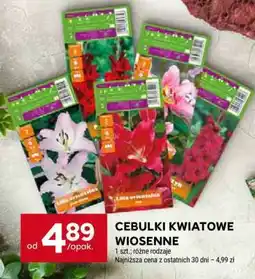 Stokrotka Market Cebulki Kwiatowe Wiosenne oferta
