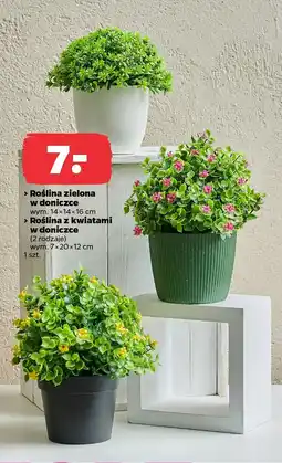 Netto Roślina zielona w doniczce/Roślina z kwiatami w doniczce oferta