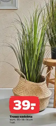 Netto Trawa ozdobna oferta