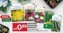 Stokrotka Market Nasiona kwiatów, warzyw oferta
