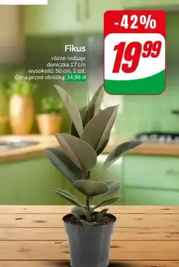 Dino Fikus 50 cm, różne rodzaje oferta