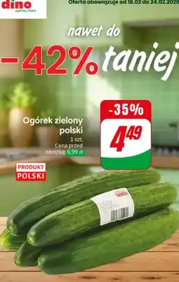 Dino Ogórek zielony polski oferta