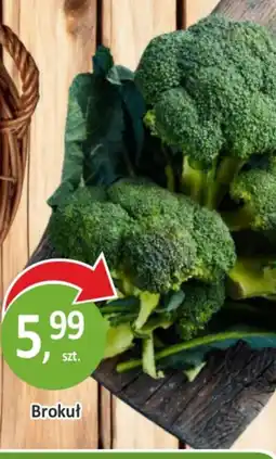 Sklepy S Brokuł oferta
