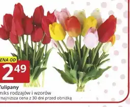 Prymus-AGD Tulipany oferta