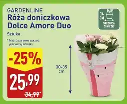 ALDI Róża doniczkowa Dolce Amore Duo oferta
