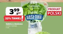Netto Sałata w doniczce różne rodzaje oferta