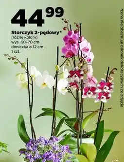 Netto Storczyk 2-pędowy różne kolory oferta