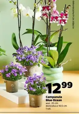 Netto Campanula Blue Ocean oferta