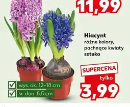 Kaufland Hiacynt różne kolory, pachnące kwiaty oferta