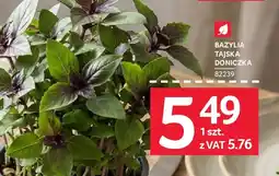 Selgros Bazylia tajska doniczka oferta