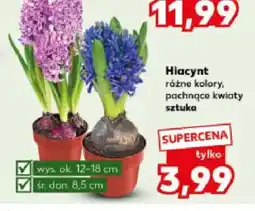 Kaufland Hiacynt różne kolory, pachnące kwiaty sztuka oferta