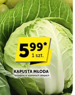 Groszek Kapusta młoda oferta