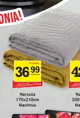 Gram Market Maximus Narzuta oferta
