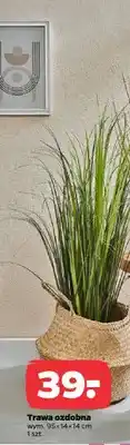 Netto Trawa ozdobna oferta