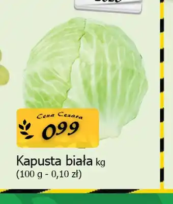 Kapusta biała