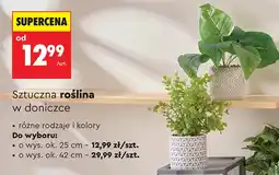 Biedronka Roślina w doniczce Ok oferta
