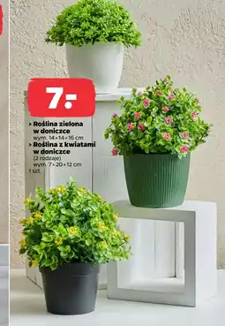 Netto Roślina w doniczce oferta